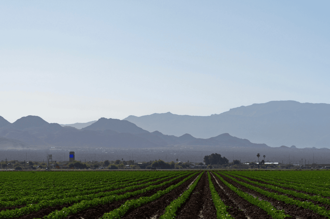 Farmland near Marana, Pima County, Arizona